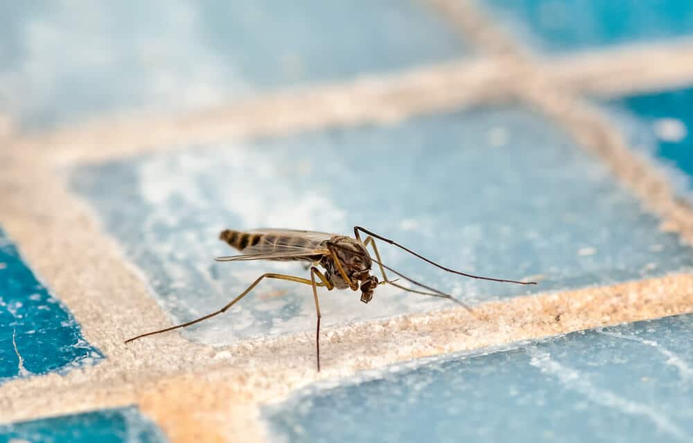 How to keep mosquitoes away from your pool?