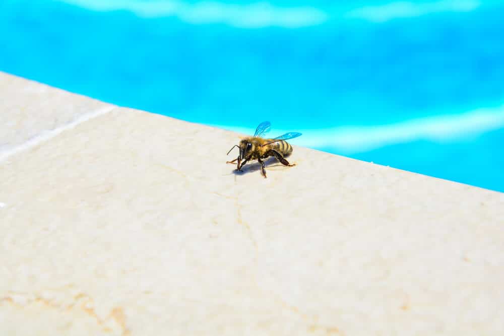 How to keep bees away from pool